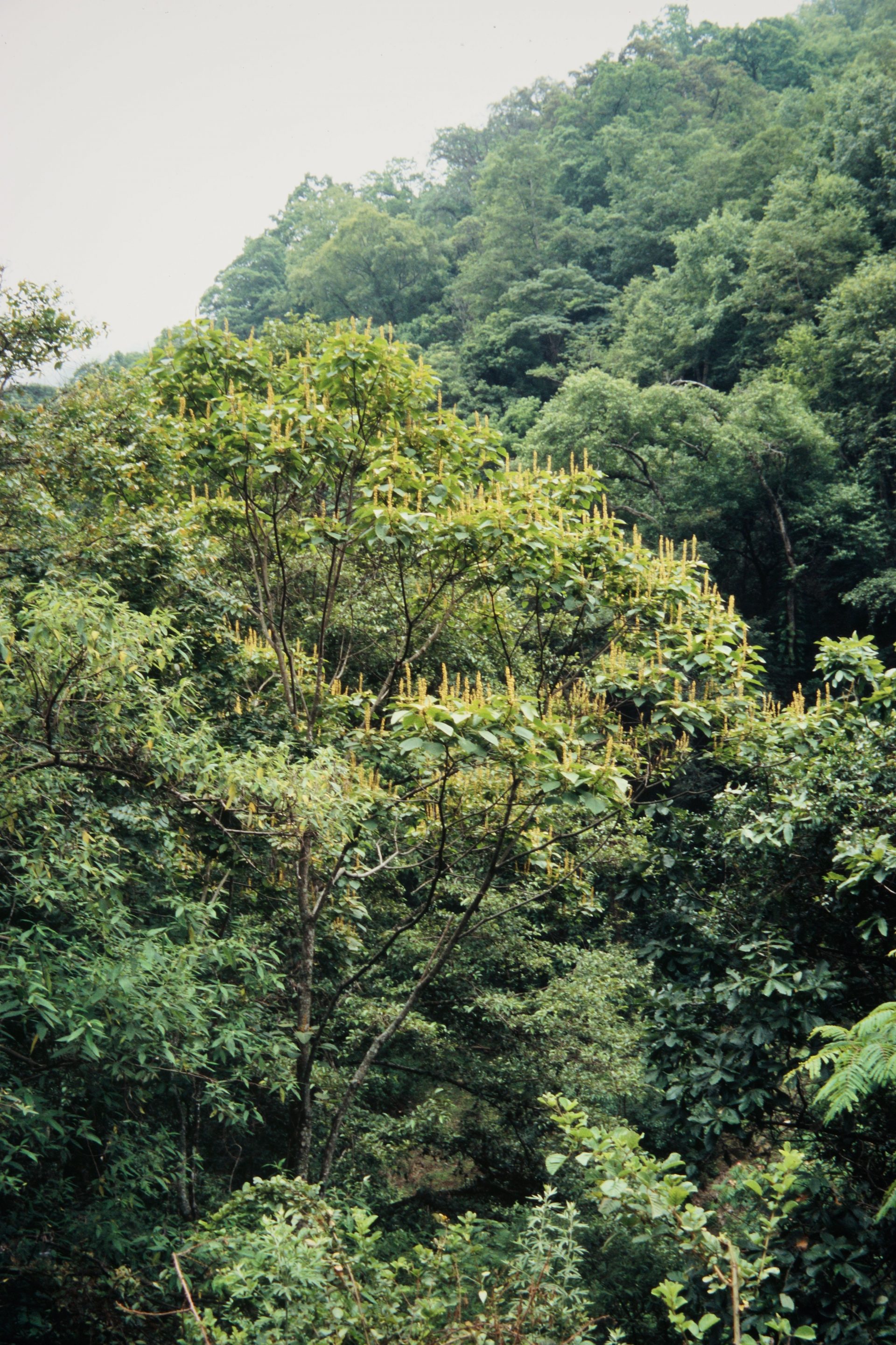 Mallotus nepalensis — Euphorbiaceae