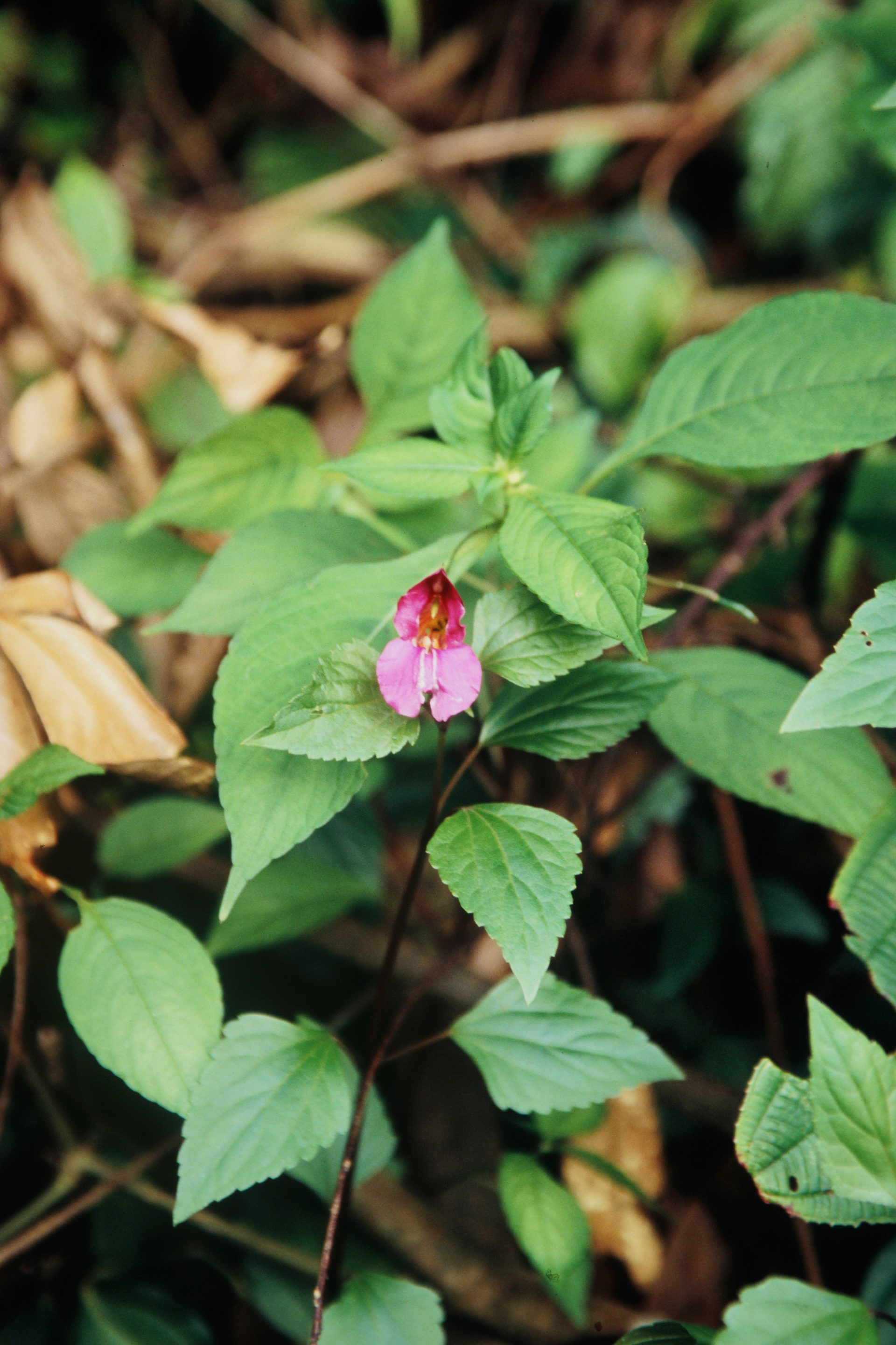 Impatiens sulcata — Balsaminaceae