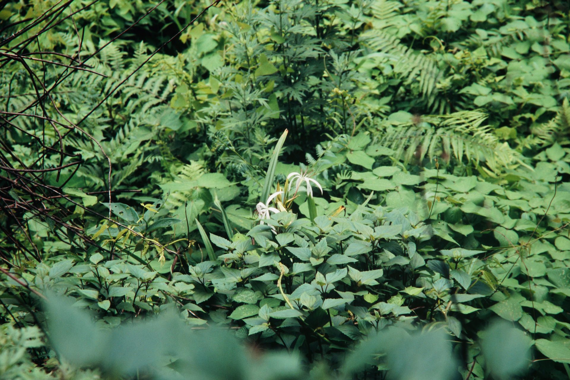 Crinum amoenum — Amaryllidaceae