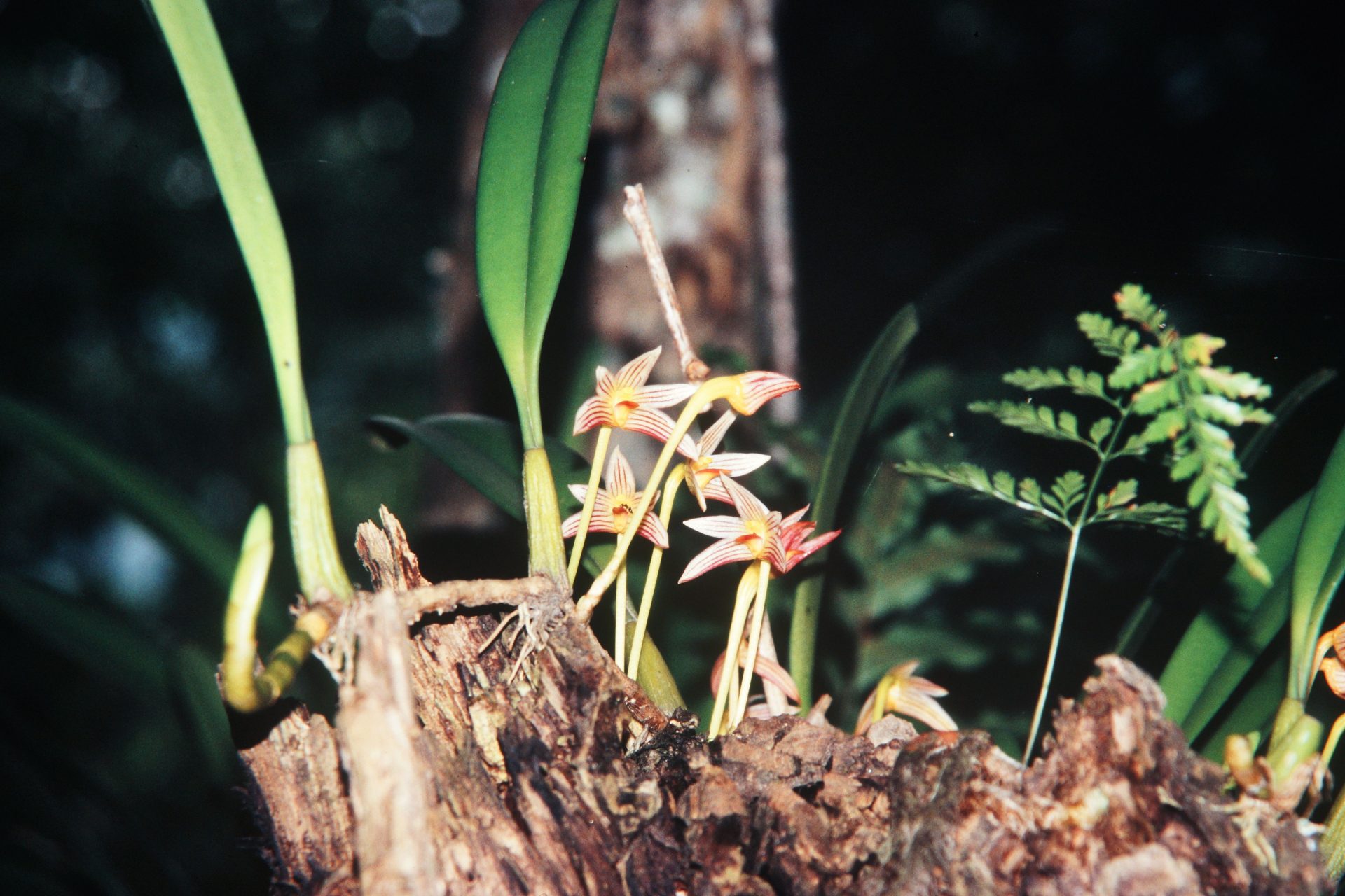 Bulbophyllum affine — Orchideaceae
