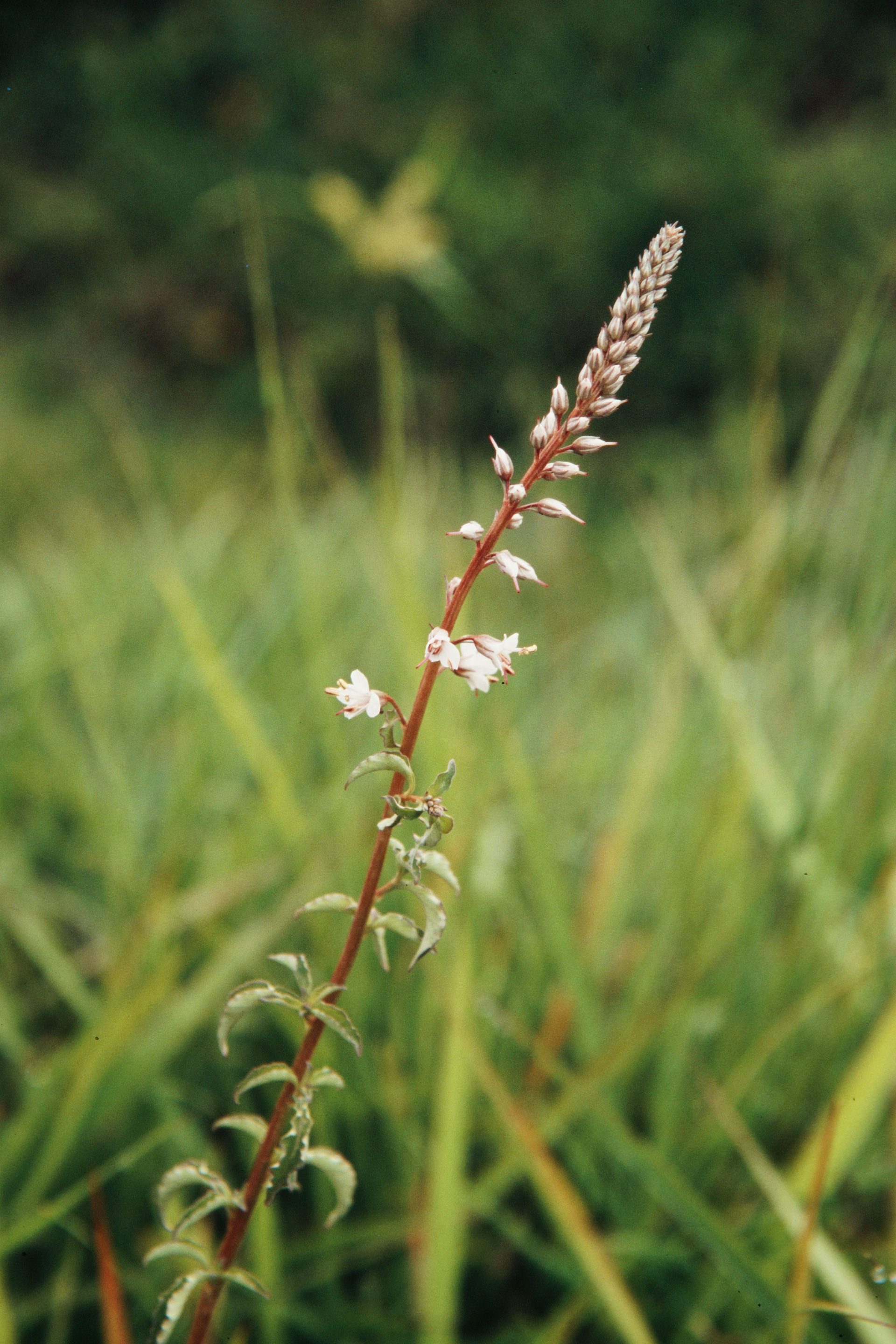 Lysimachia lobelioides — Primulaceae