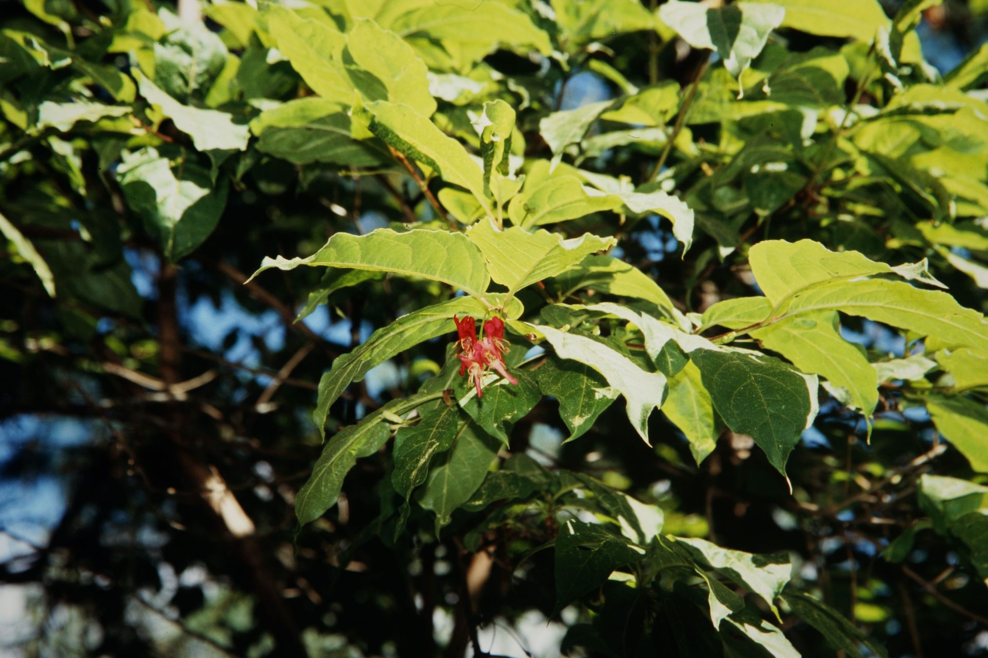 Lonicera webbiana — Caprifoliaceae