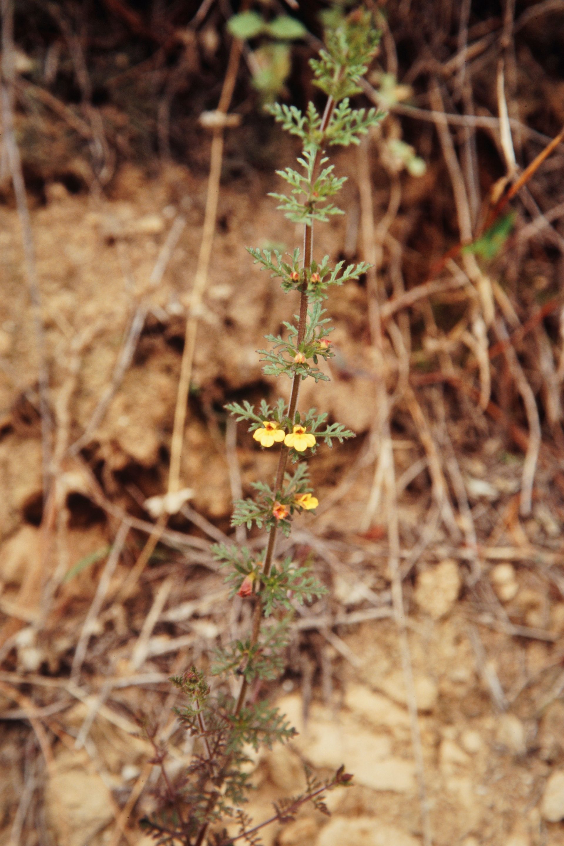 Pterygiella tenuisecta — Orobanchaceae