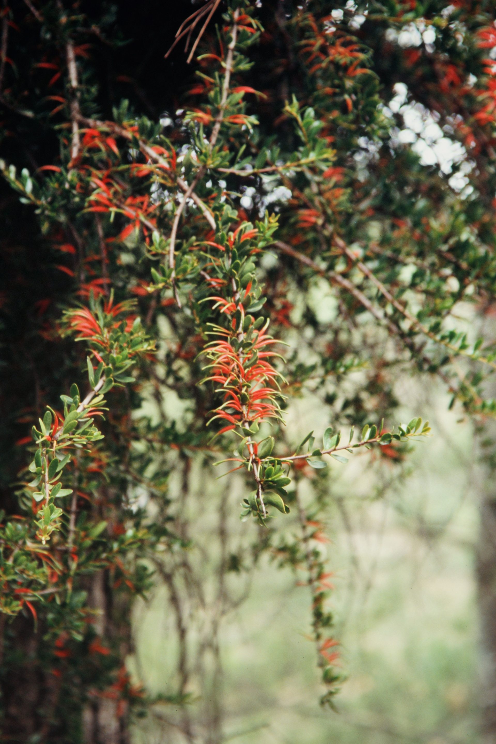 Taxillus kaempferi — Loranthaceae