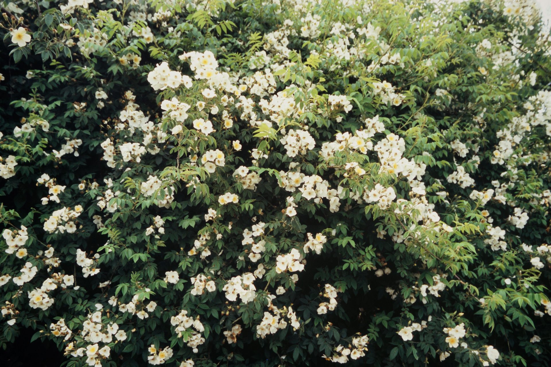 Rosa brunonii — Rosaceae