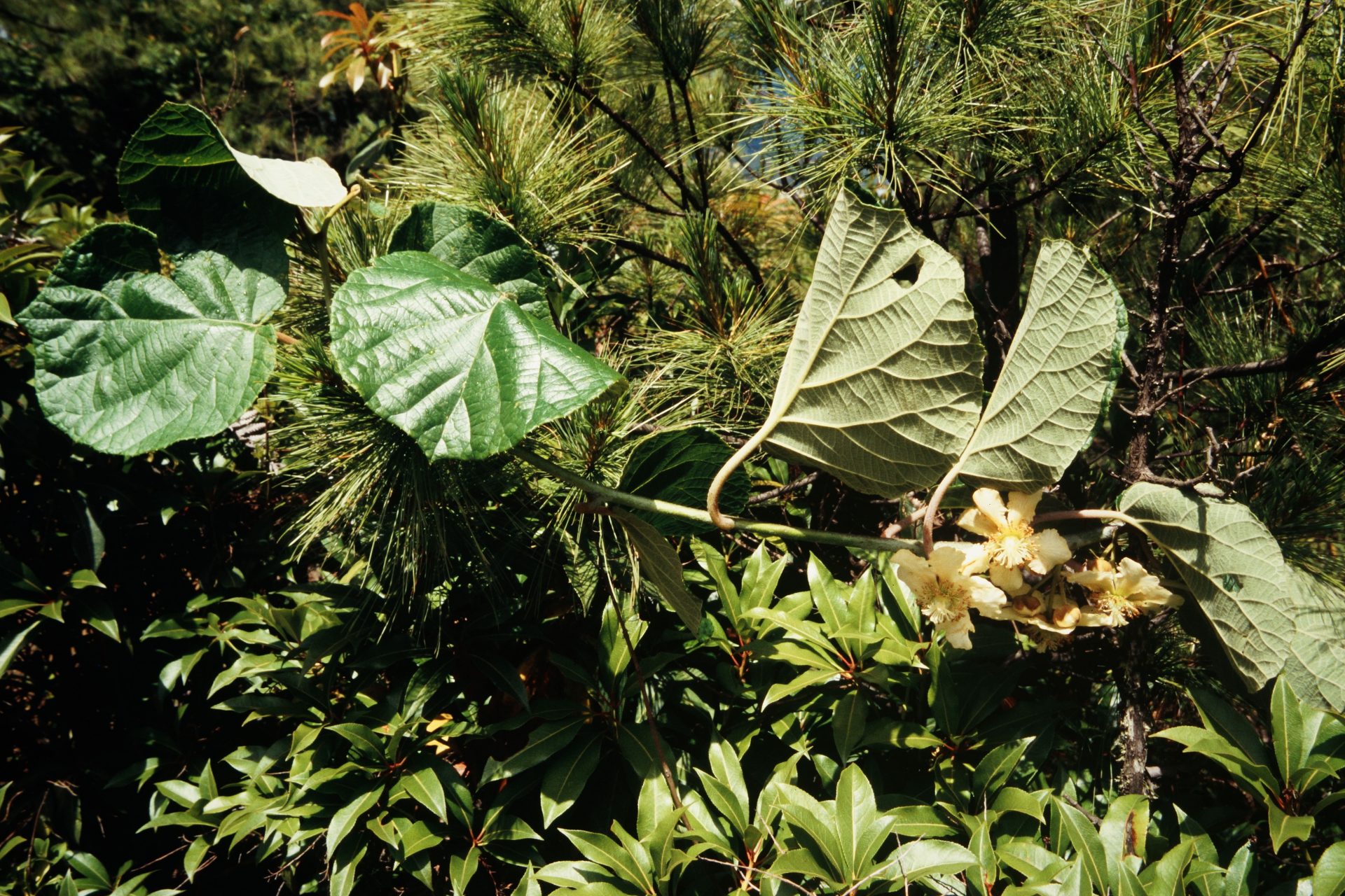 Actinidia callosa — Actinidiaceae