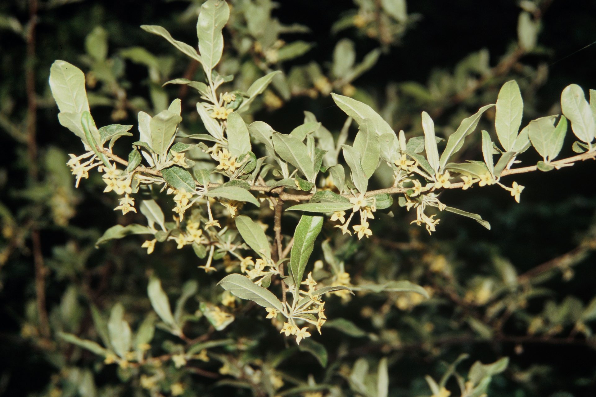 Elaeagnus caudata — Elaeagnaceae