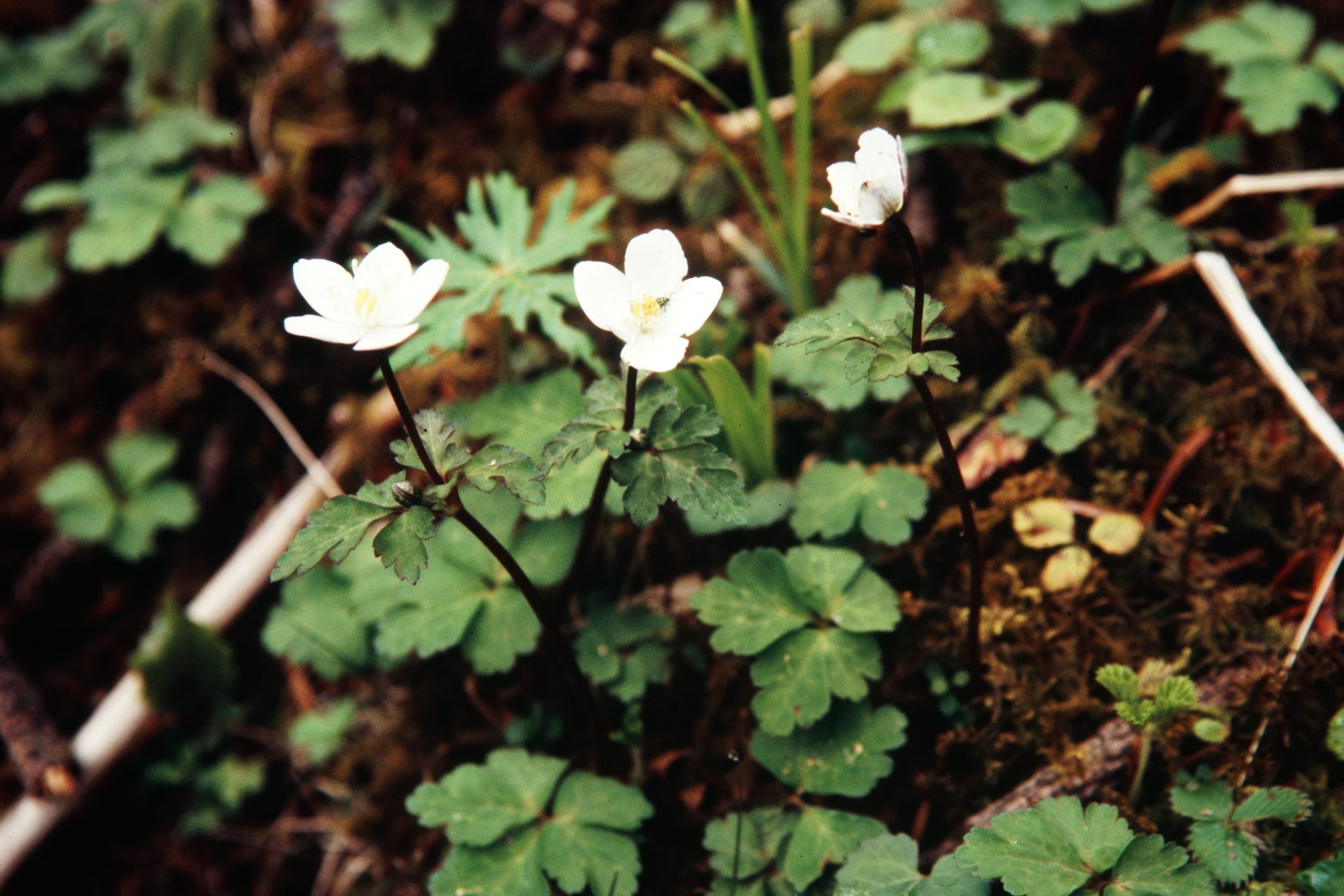Eriocapitella rivularis — Ranunculaceae
