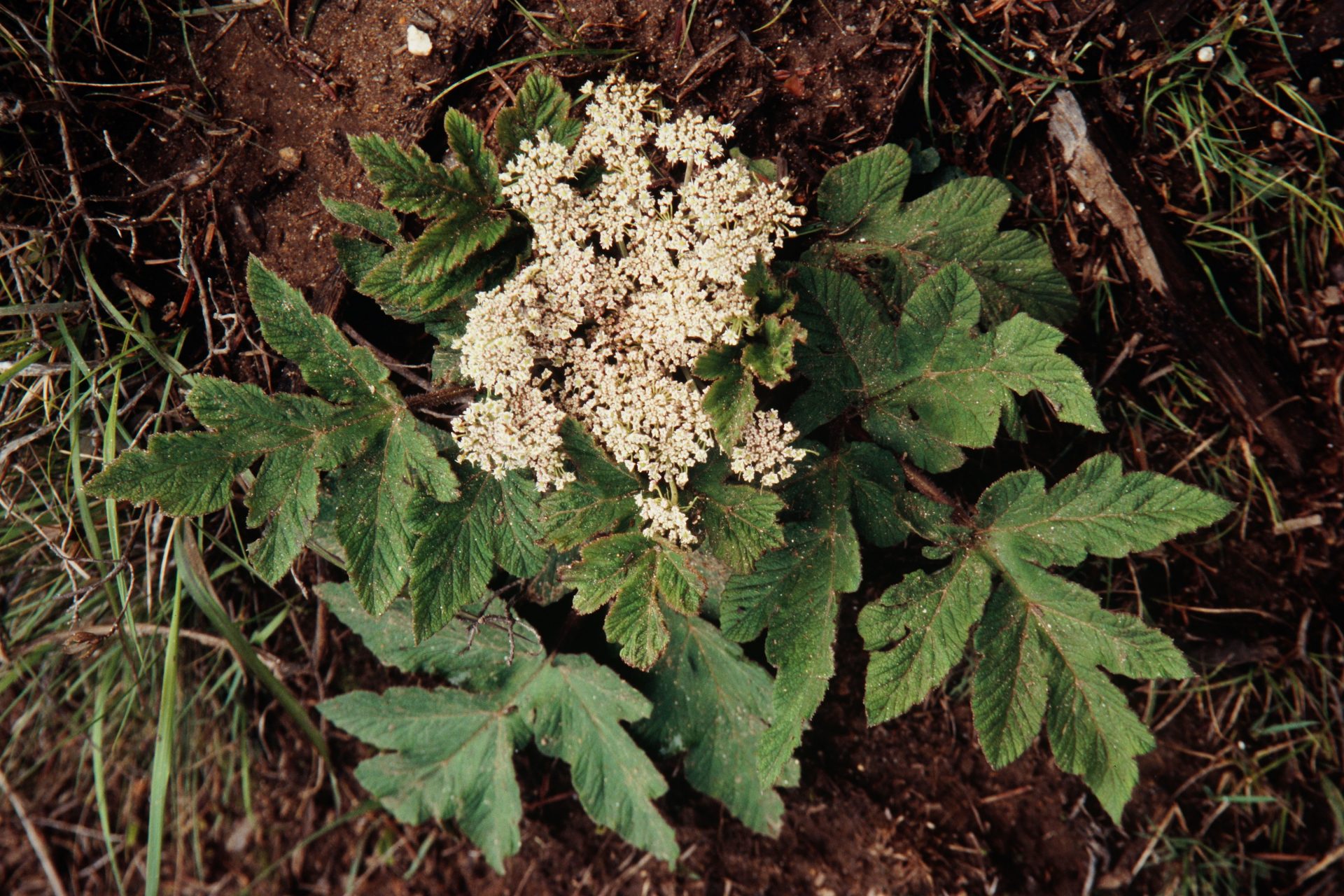 Tetrataenium nepalense — Apiaceae