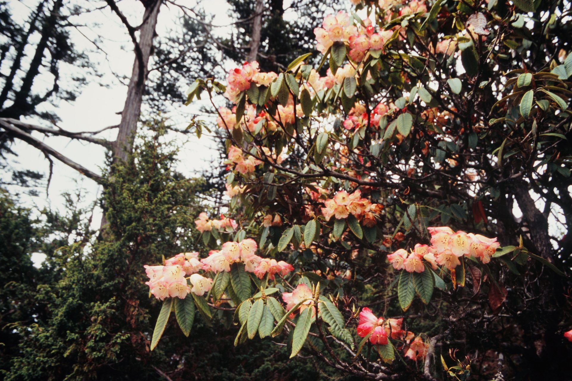 Rhododendron papillatum — Ericaceae