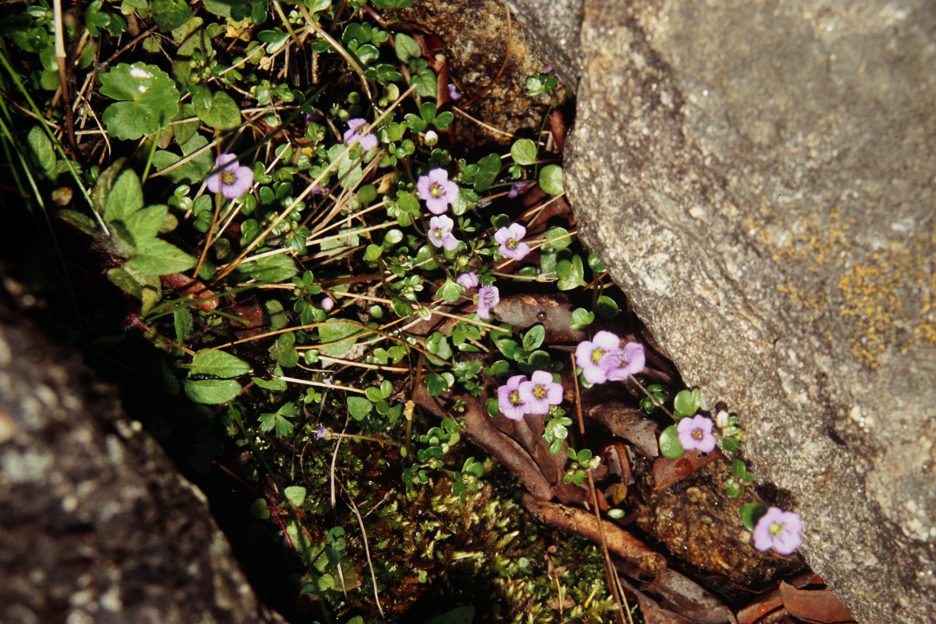 Aphragmus hobsonii — Brassicaceae