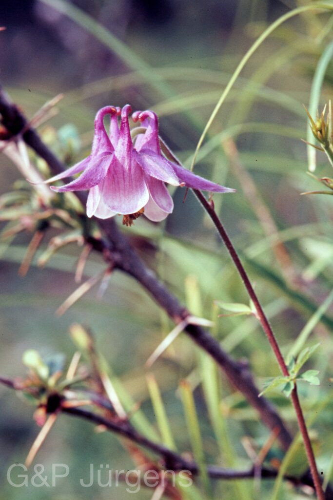 Garh 07 245 ergebnis