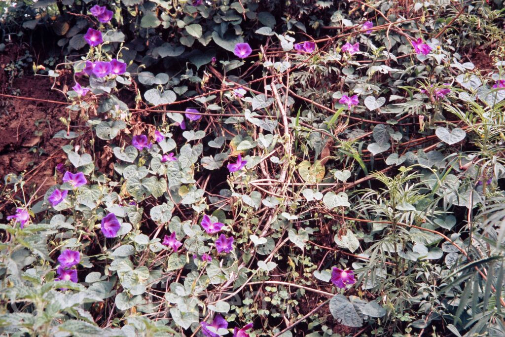 Garh 07 250 ergebnis