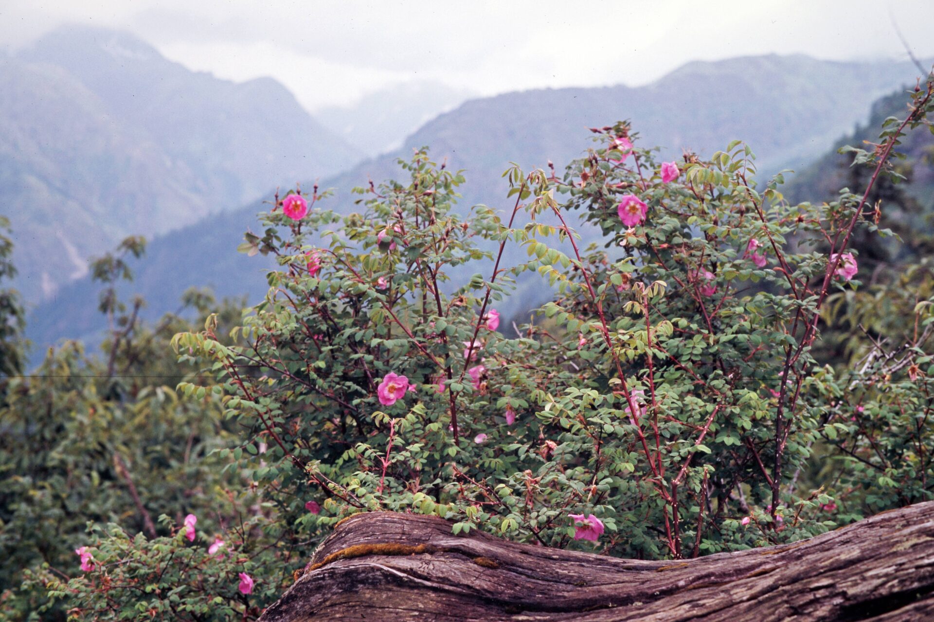 Rosa macrophylla — Rosaceae