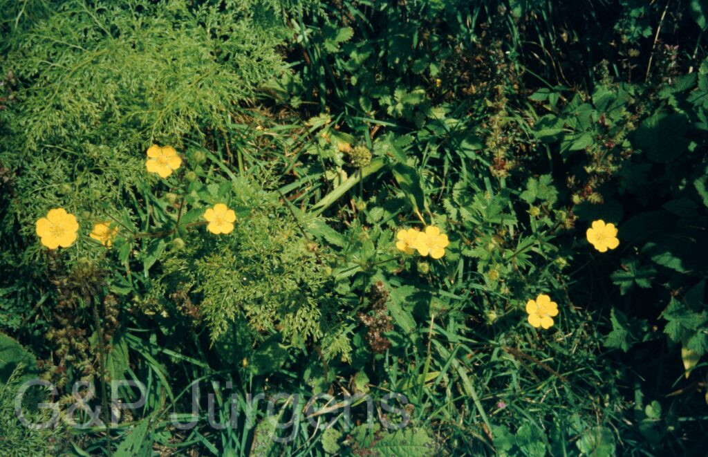 Garw 2005 284 ergebnis