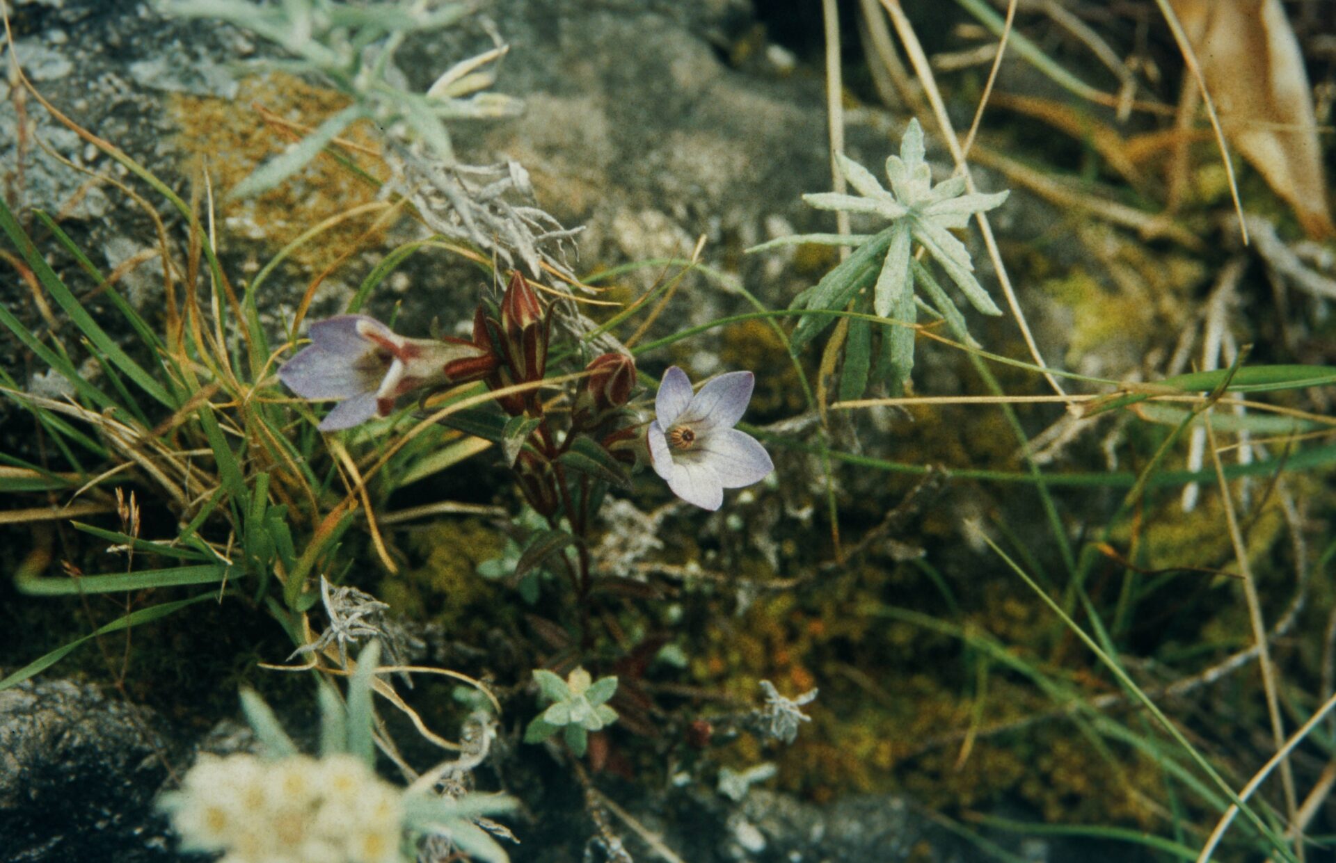 Cyananthus integer — Campanulaceae