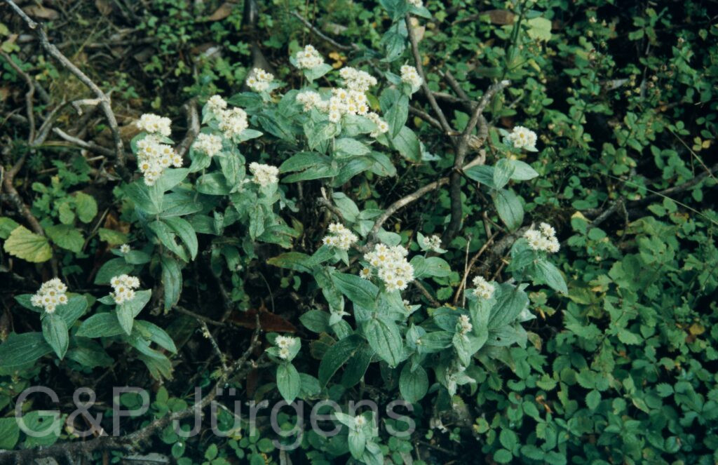Garw 2005 296 ergebnis