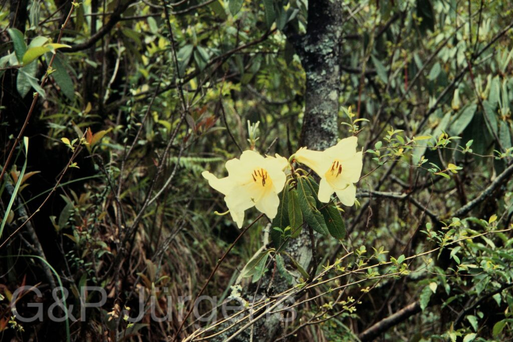 Nepal 97 314 P620