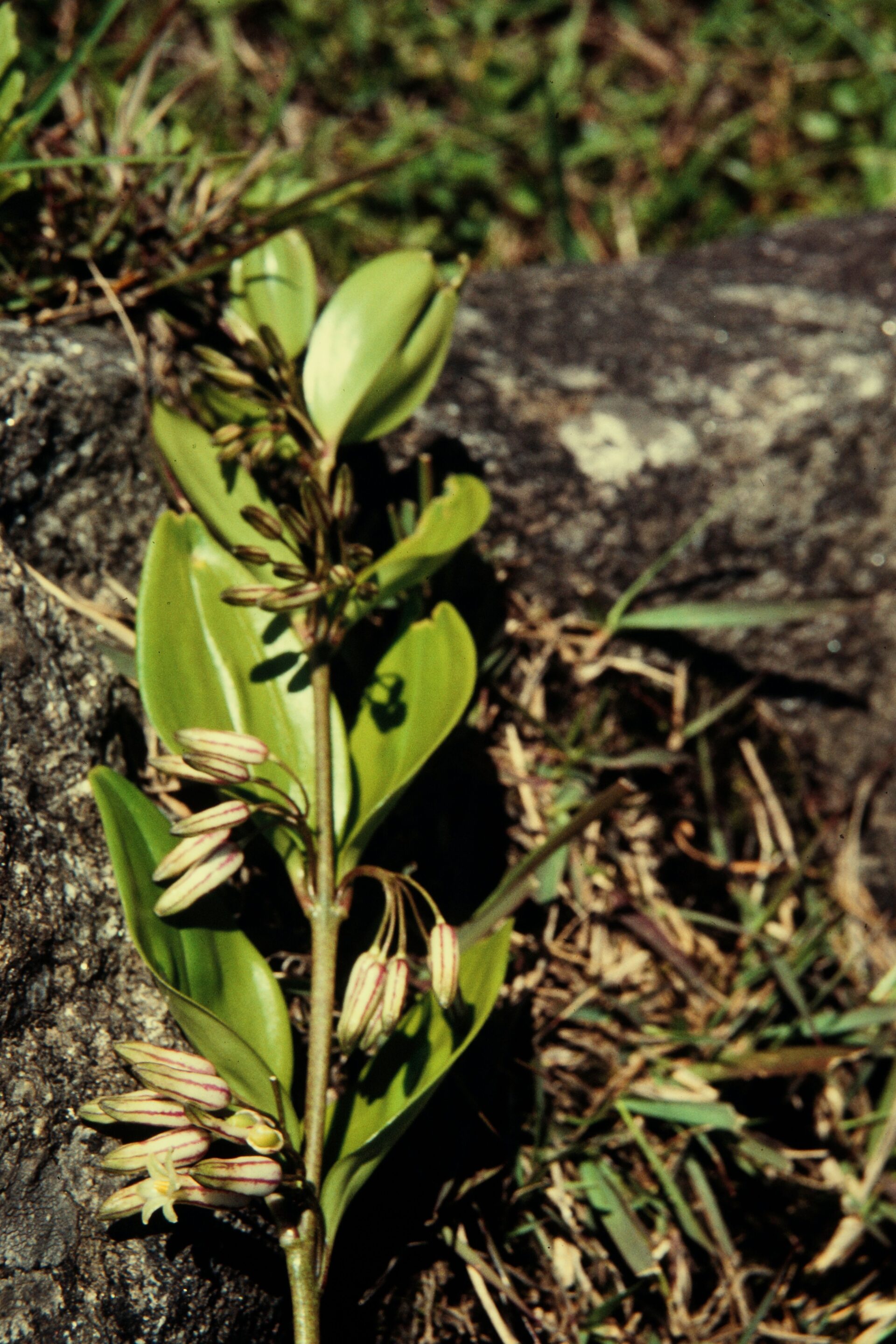 Polygonatum oppositifolium — Asparagaceae
