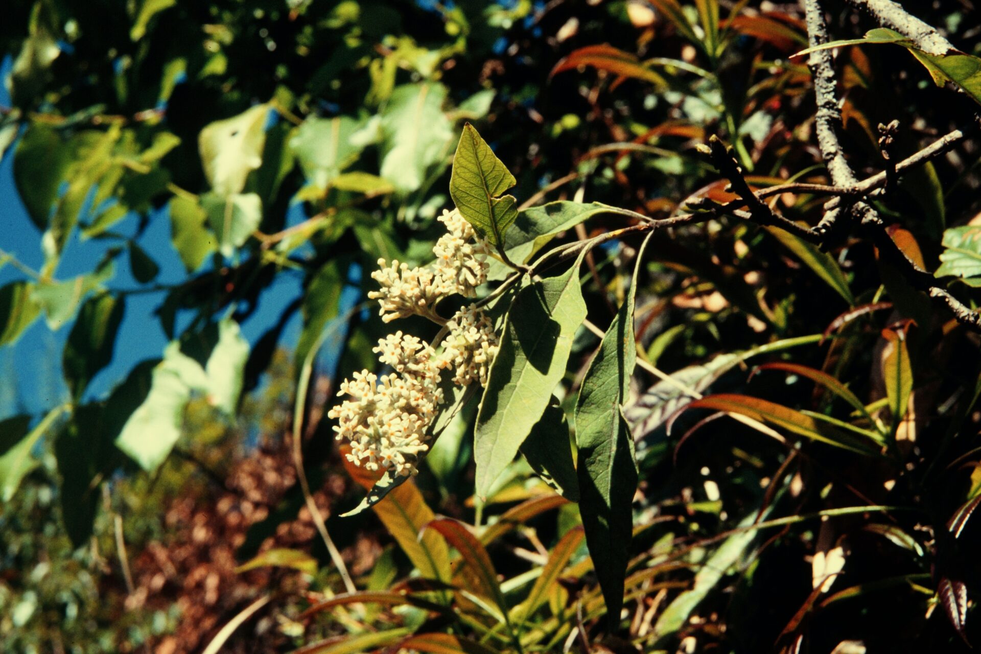 Buddleja paniculata — Scrophulariaceae