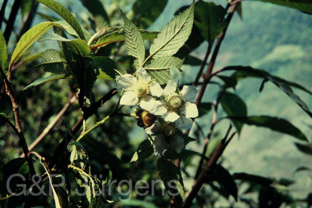 Nepal 97 333 G660