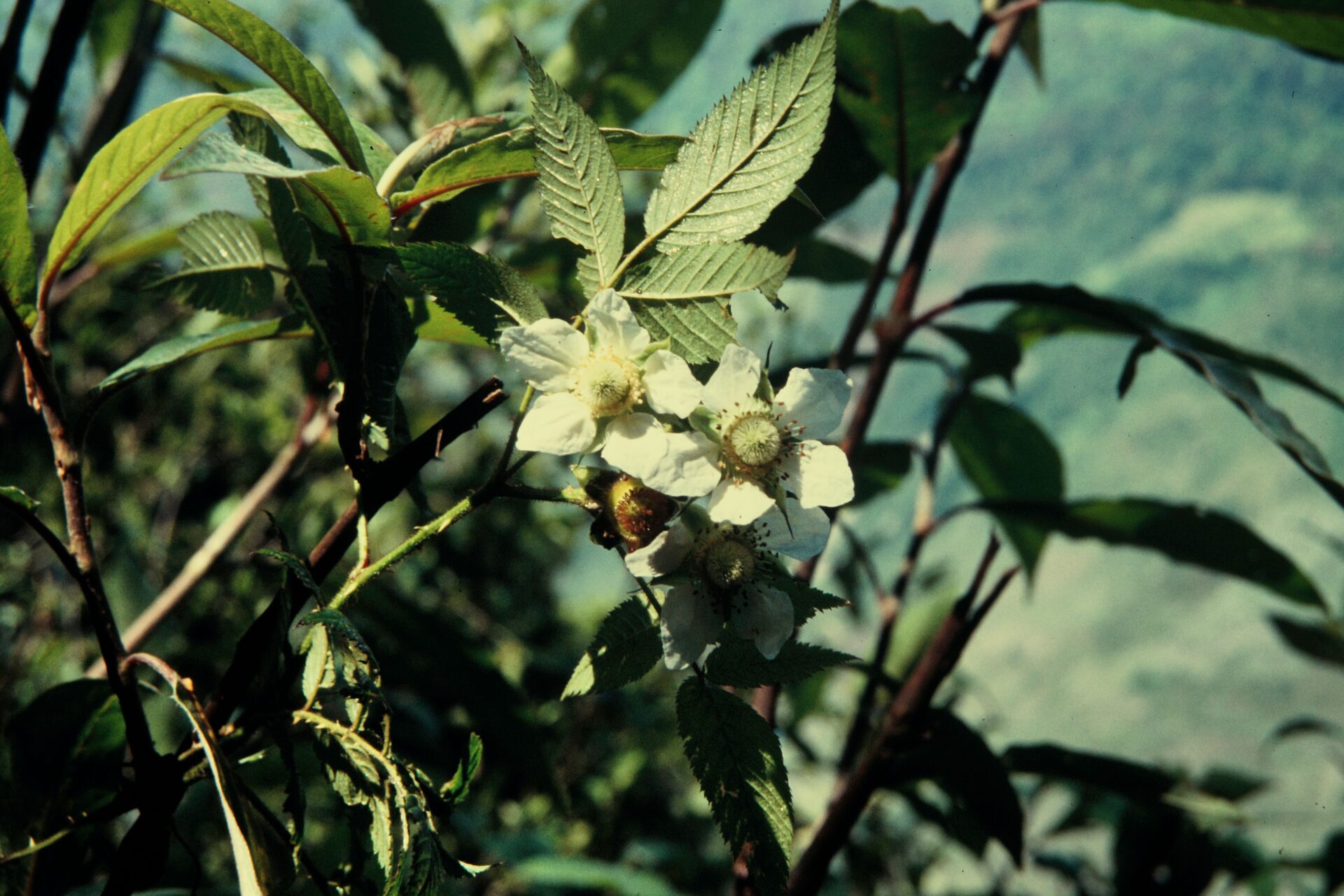 Rubus rosifolius — Rosaceae