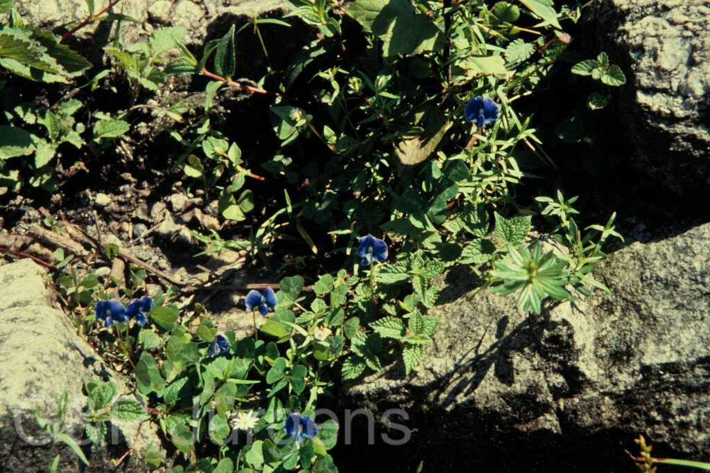 Nepal 97 336 P666
