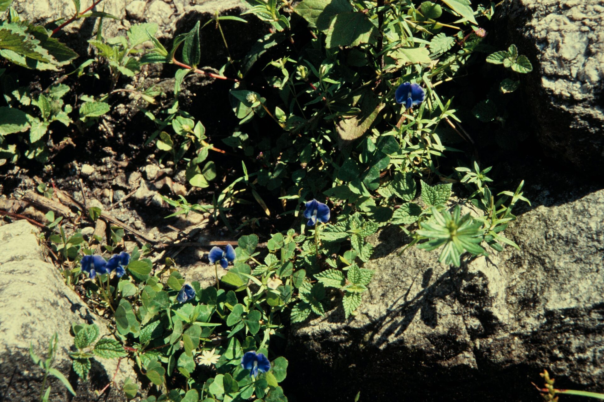 Parochetus communis — Fabaceae