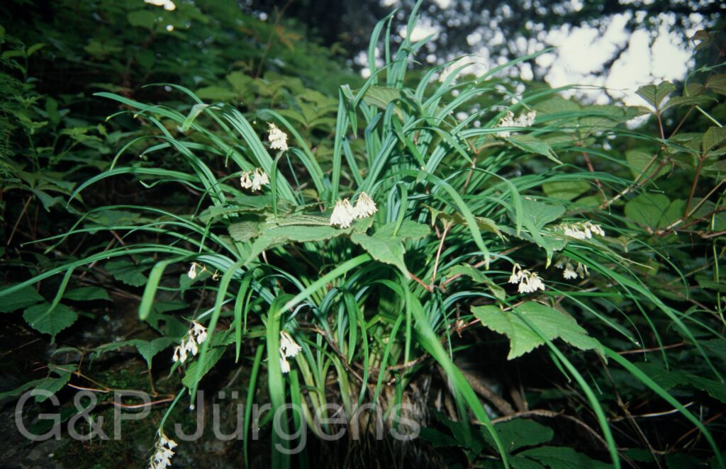 Nepal 99 897 ergebnis