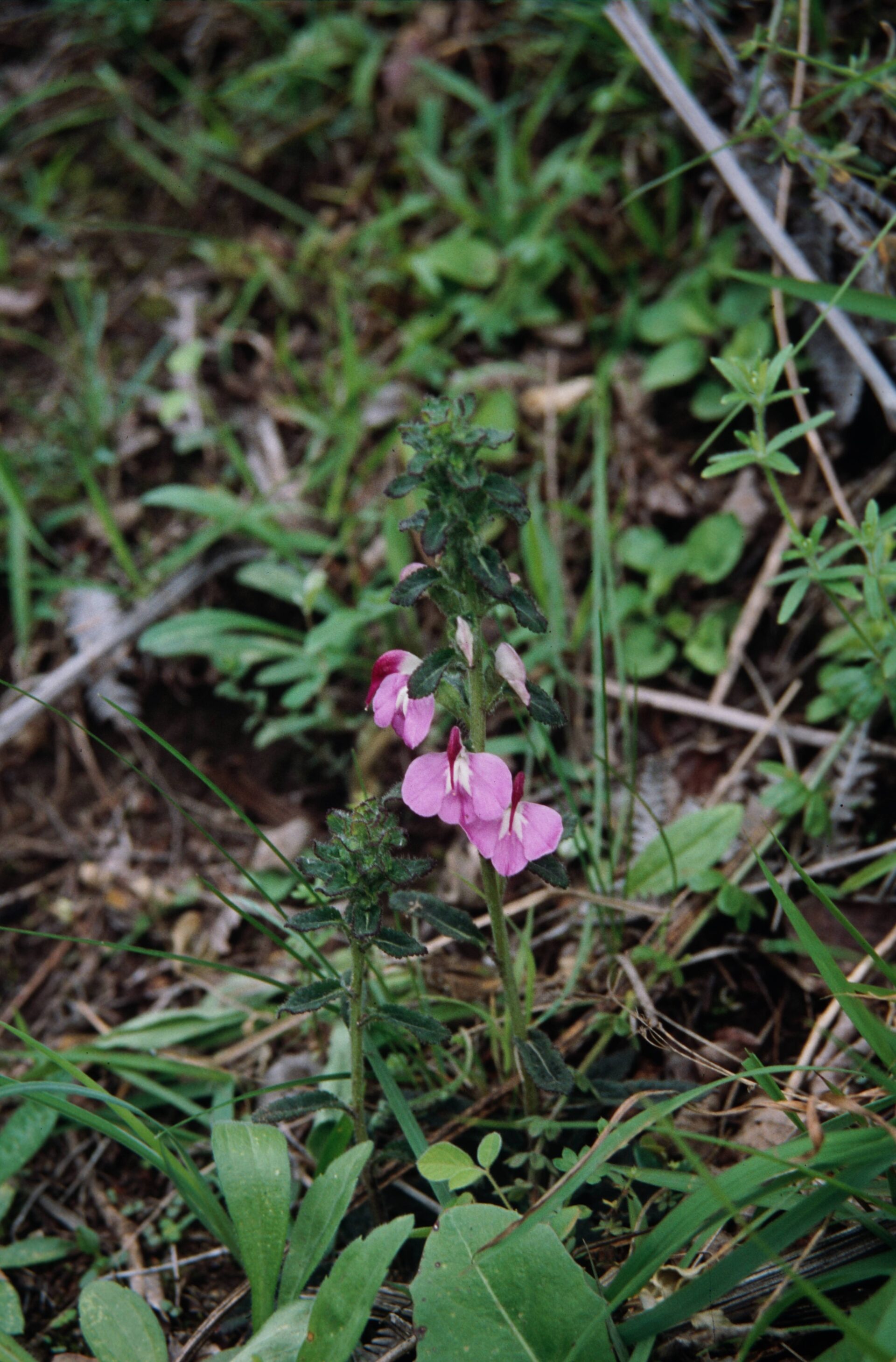 Pedicularis bifida — Orobanchaceae