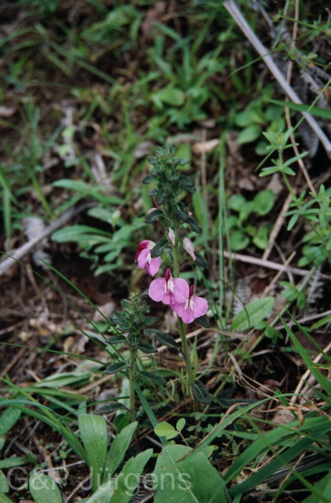 Nepal 99 901 ergebnis