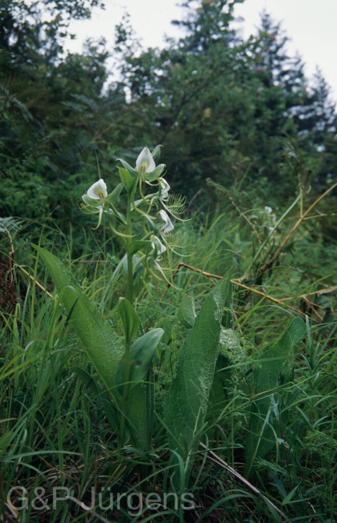 Nepal 99 902 ergebnis
