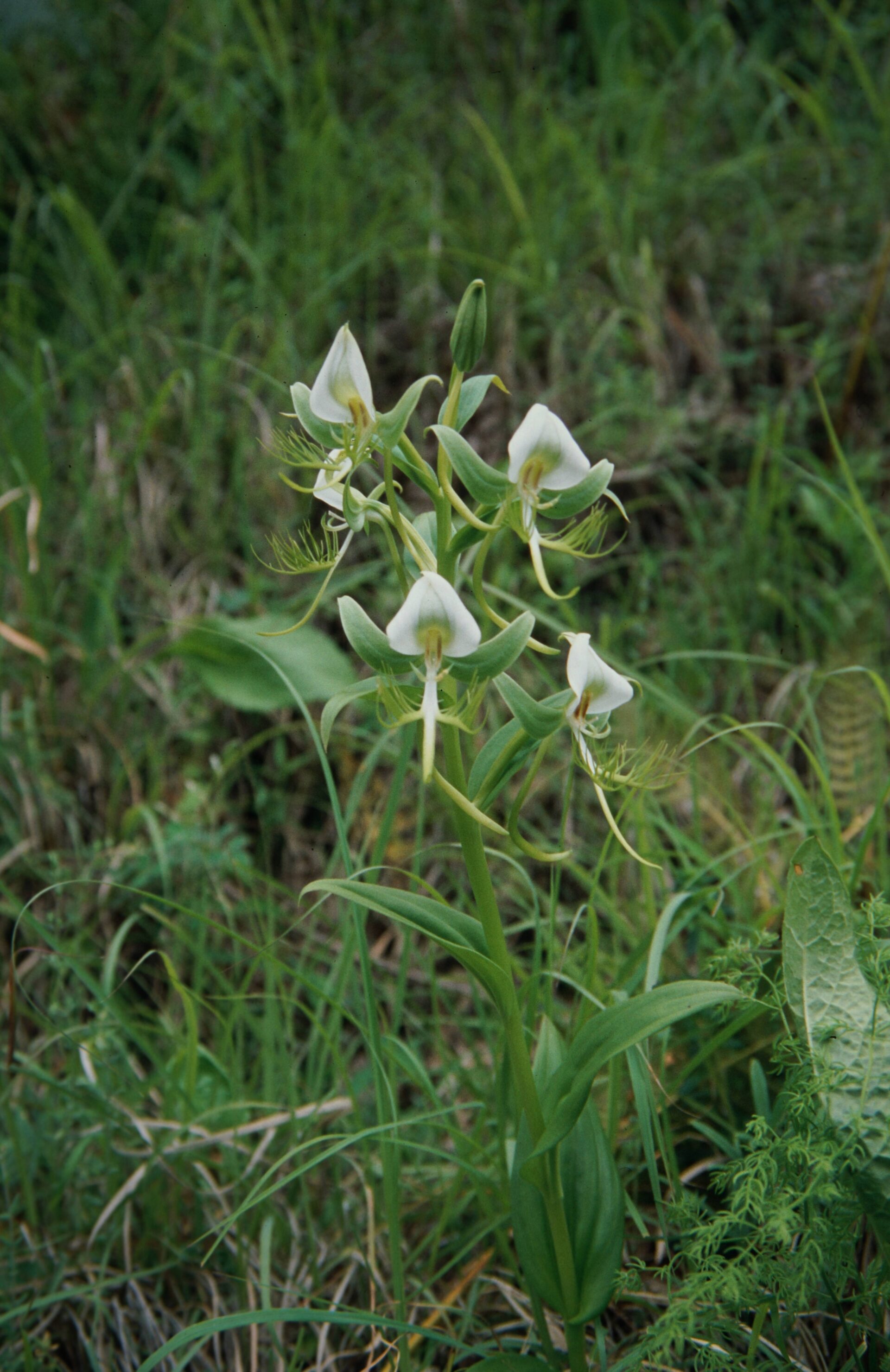 Habenaria pectinata — Orchideaceae