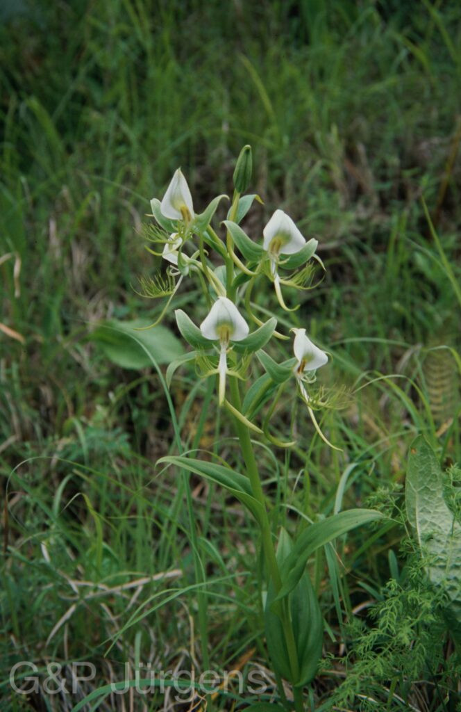 Nepal 99 903 ergebnis