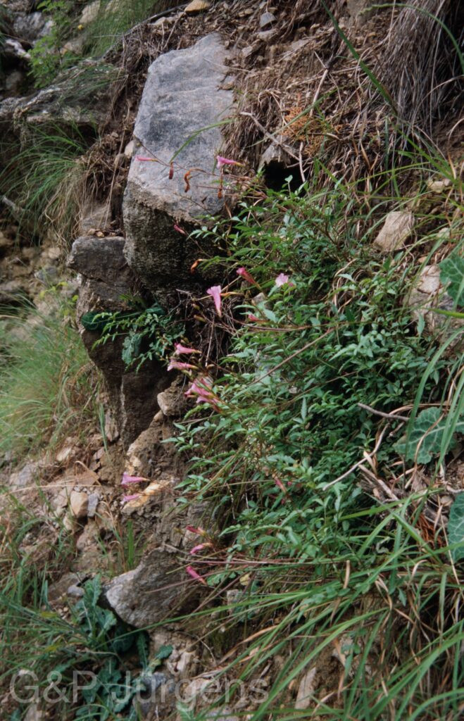 Nepal 99 904 ergebnis