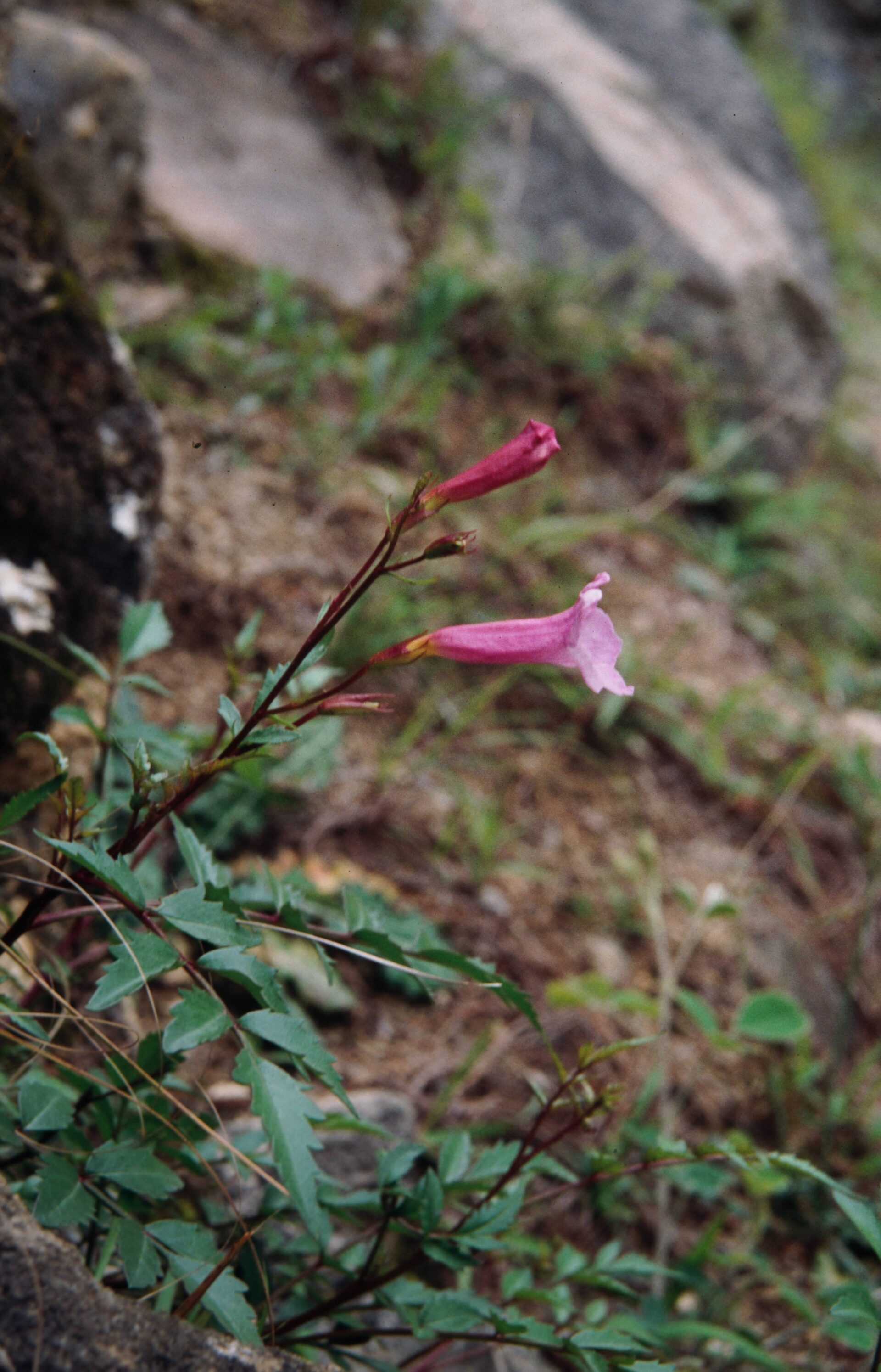 Incarvillea diffusa — Bignoniaceae