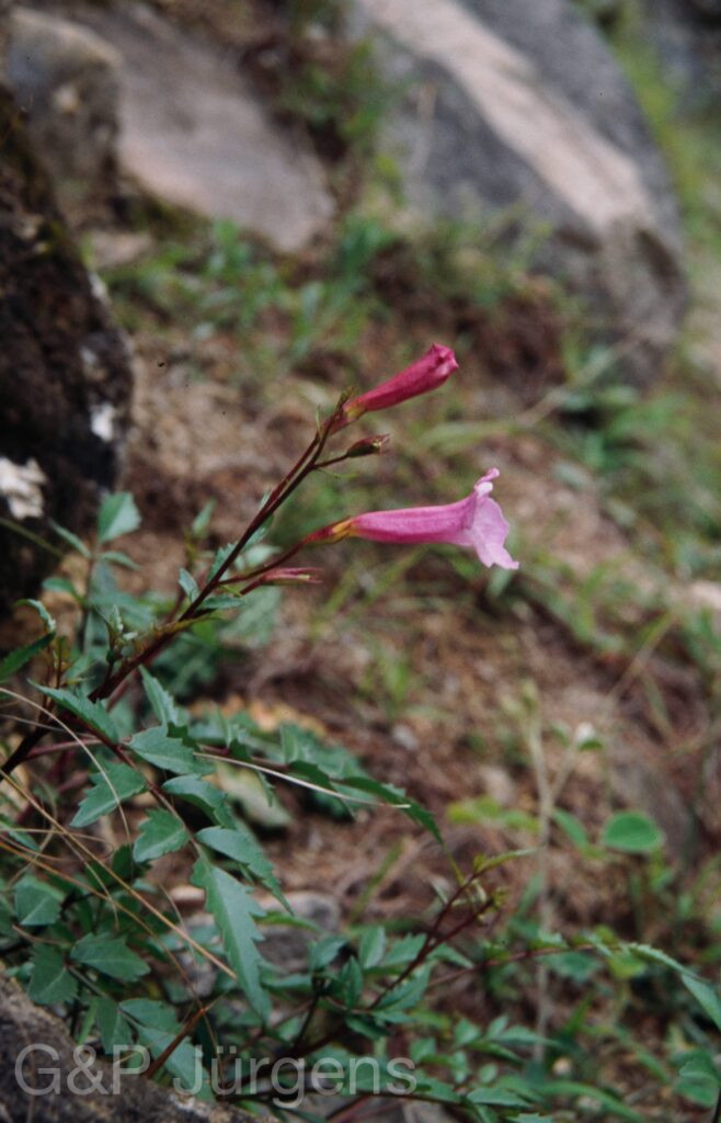 Nepal 99 905 ergebnis