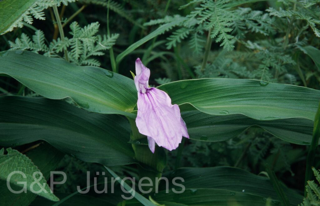 Nepal 99 909 ergebnis