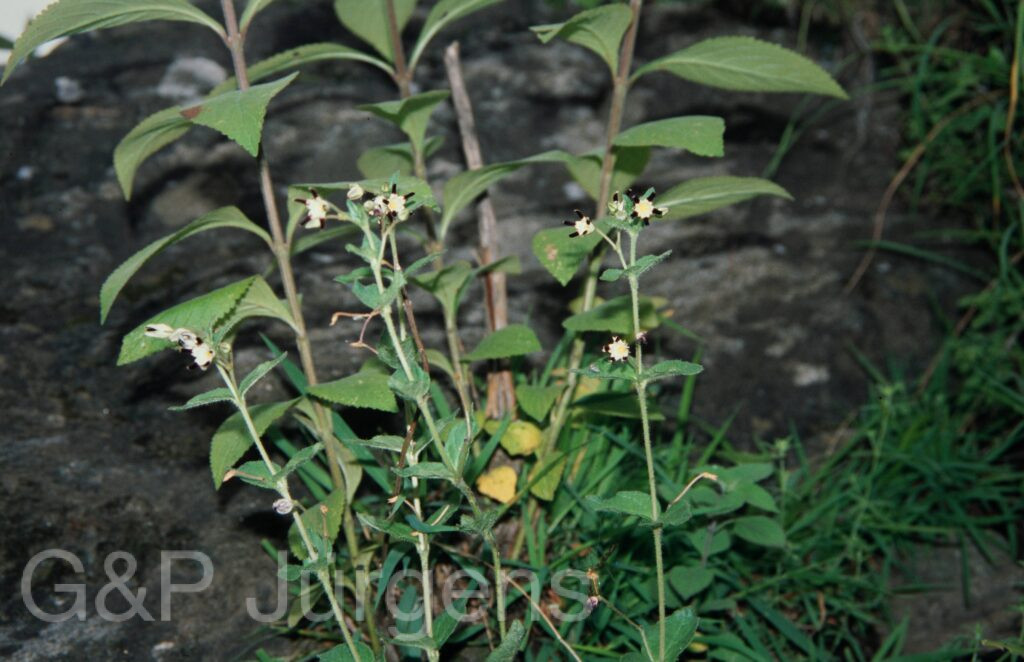 Nepal 99 910 ergebnis