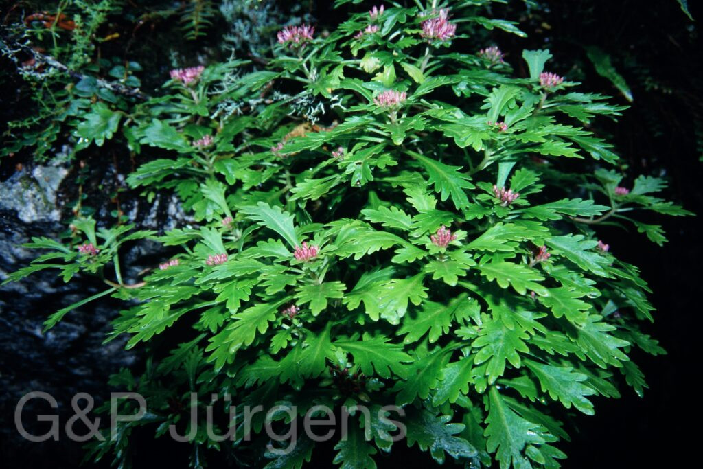 Sikkim2003 396 G557