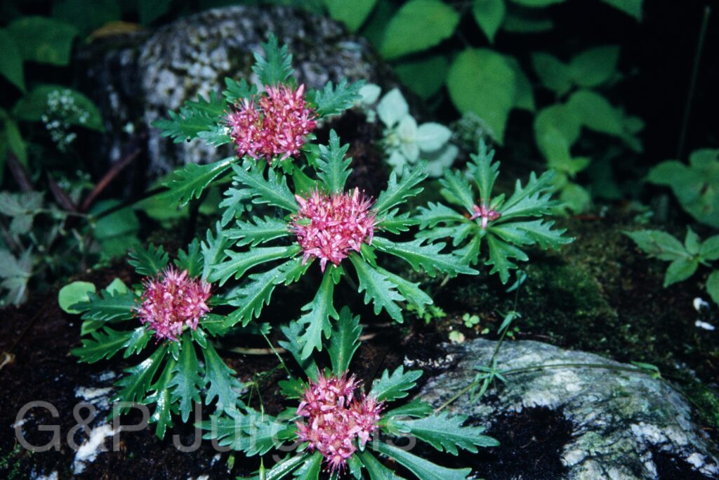 Sikkim2003 397 P558