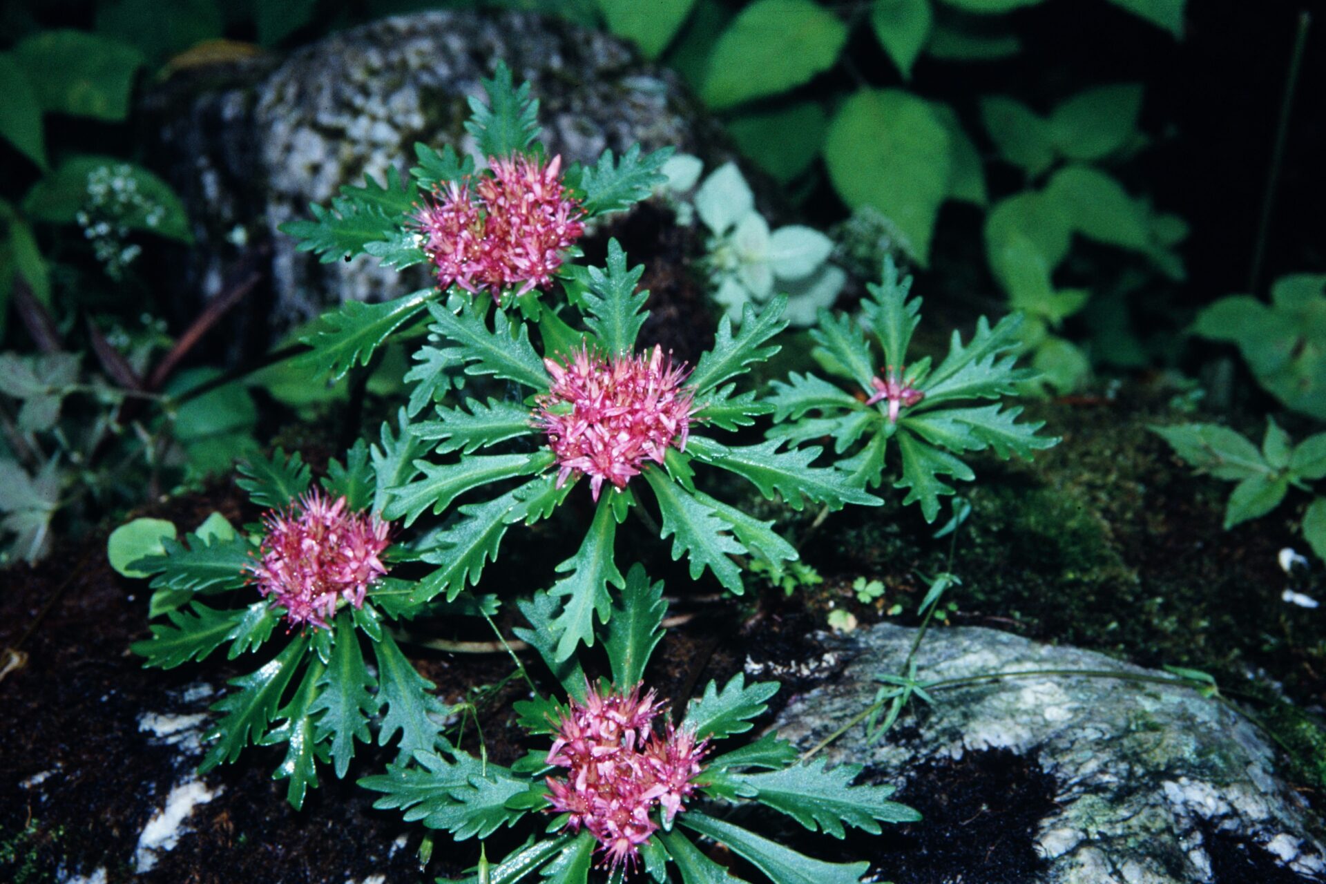 Rhodiola chrysanthemifolia — Crassulaceae