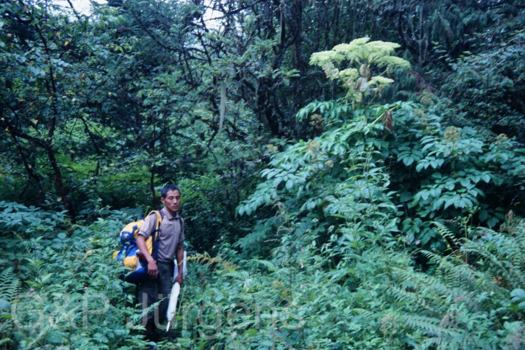 Sikkim2003 398 P560