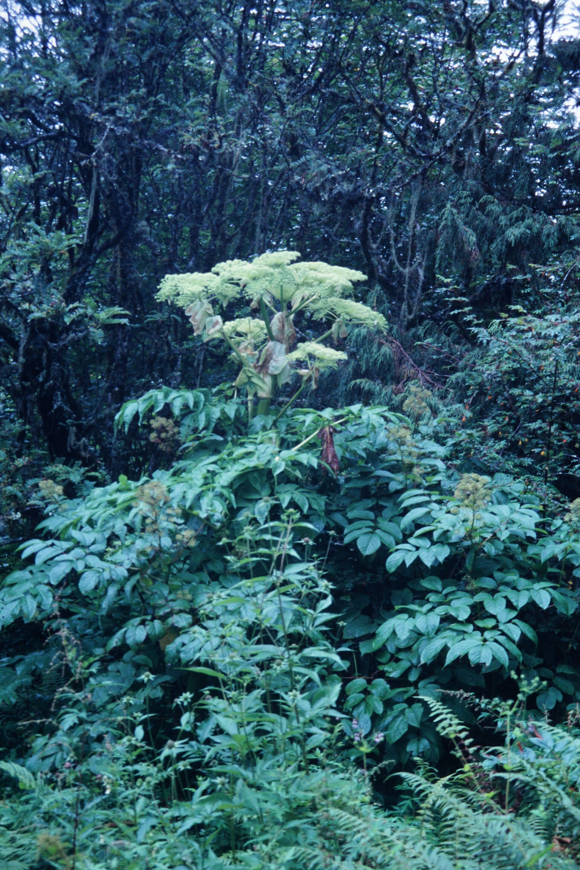 Angelica cyclocarpa — Apiaceae