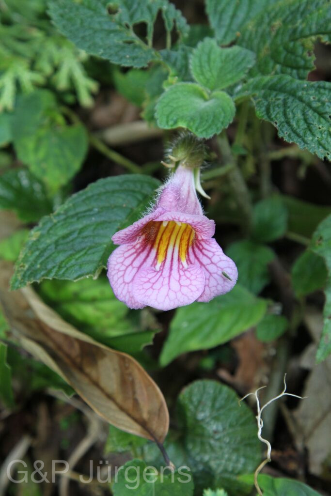 Bhutan2015 89
