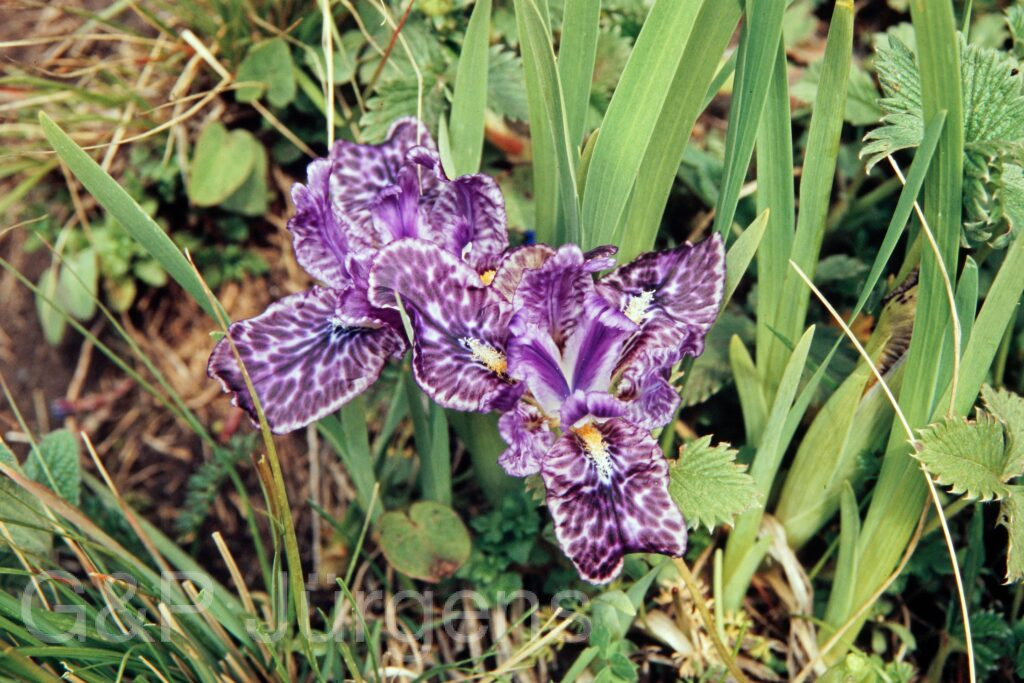 Garh 07 172 ergebnis