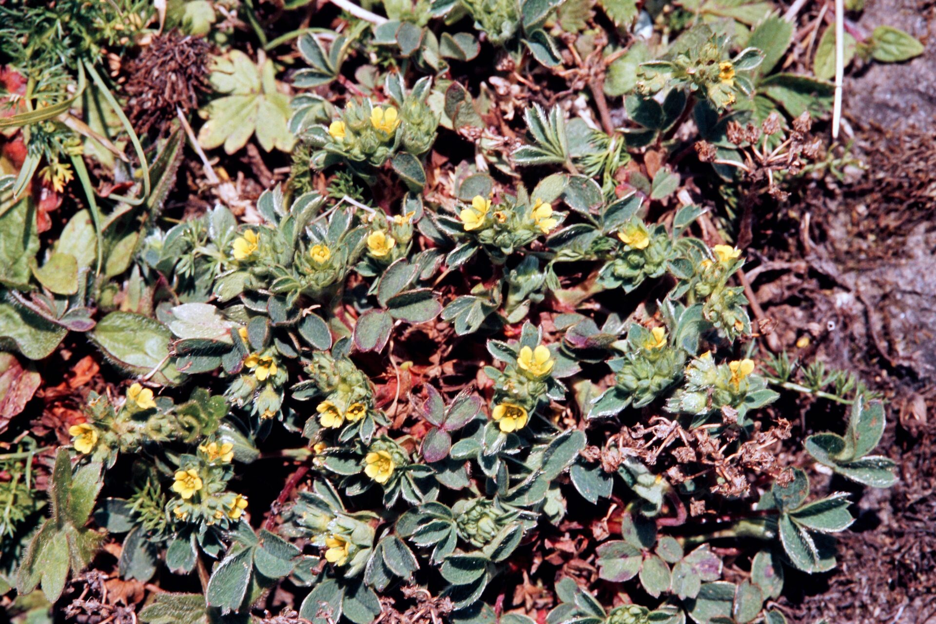 Sibbaldia parviflora — Rosaceae