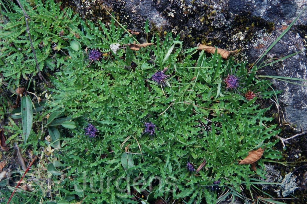 Sikkim2003 101 G138