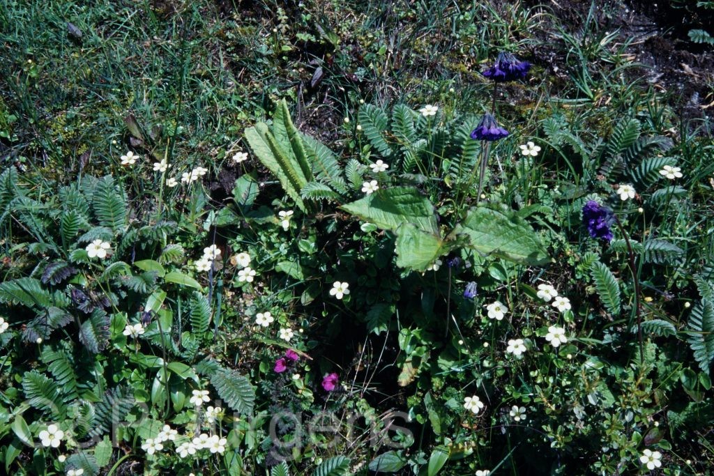 Sikkim2003 111 P151