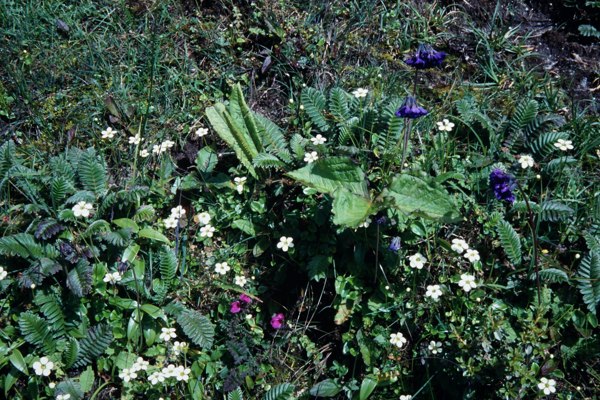 Parnassia pusilla — Celastraceae